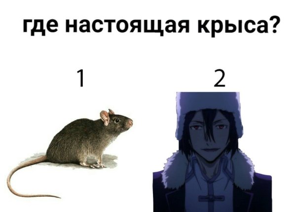 Достоевский БСД крыса