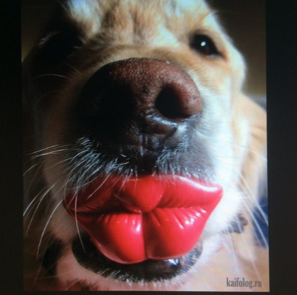 Собака с помадой