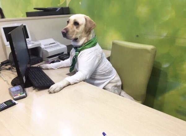 Собака работник