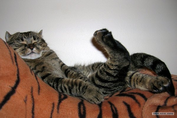 В Отрубе Мем с котом