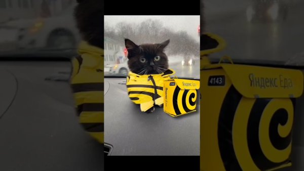 Кот чмоня Мем