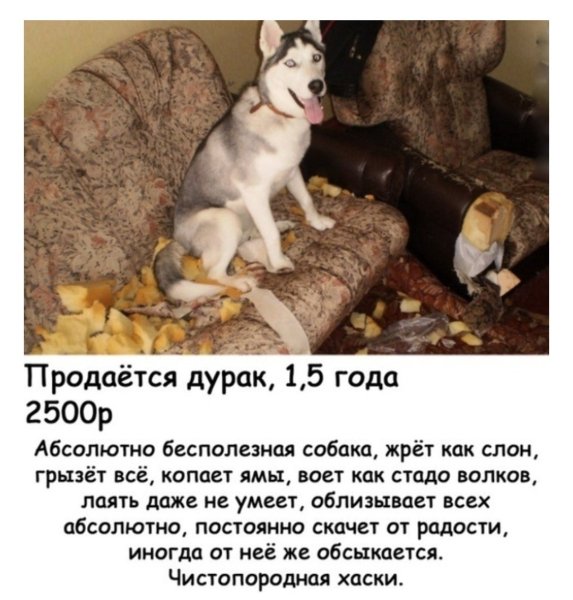 Объявление про хаски прикол