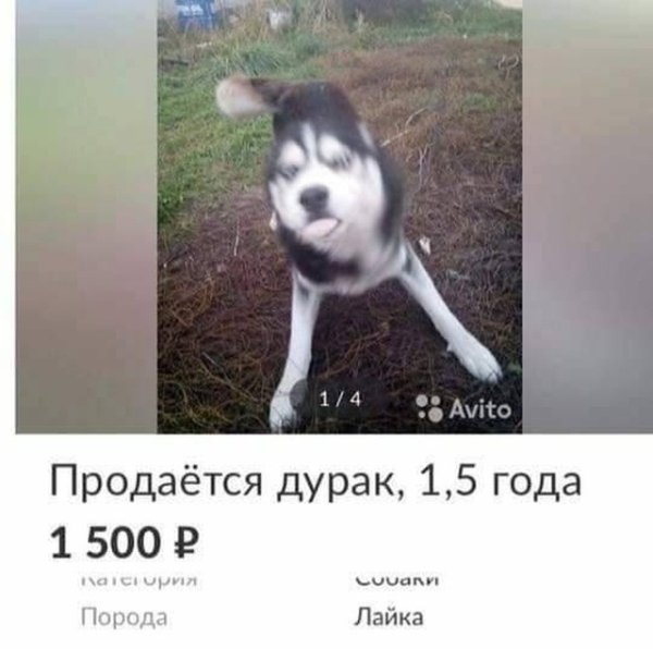 Хаски собака дурак продается