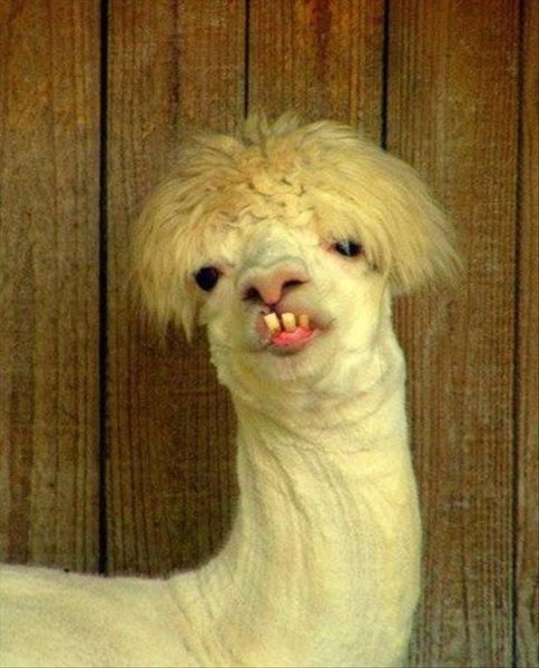 Животное с челкой