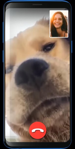 Собака с телефоном