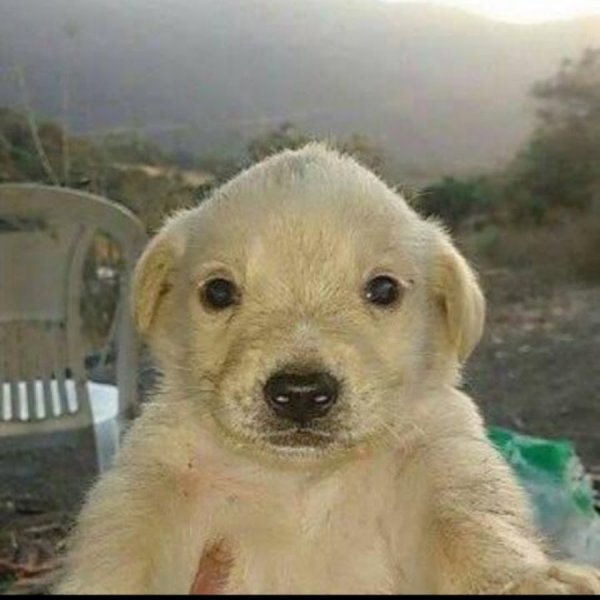 Собака с букетом