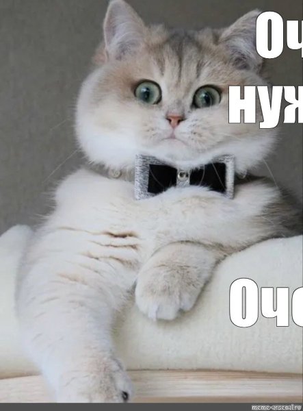 Кот Мем