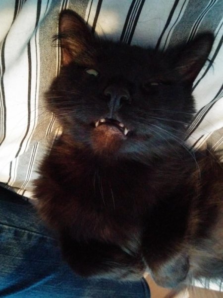 Сонный котенок черный