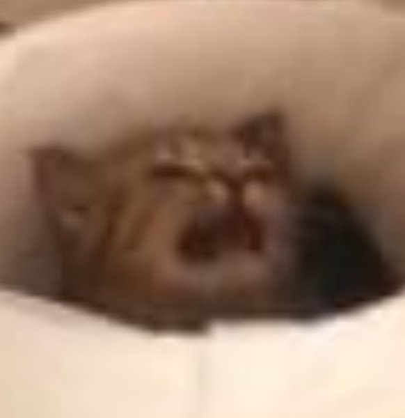 Орущий грустный кот