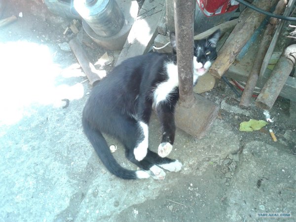 В Отрубе жёстком Мем с котом