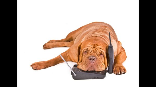 Собака звонит по телефону