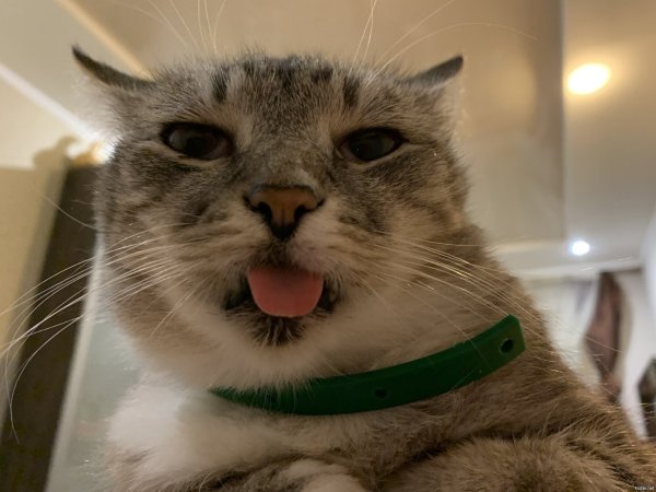 Мемы кот с языком