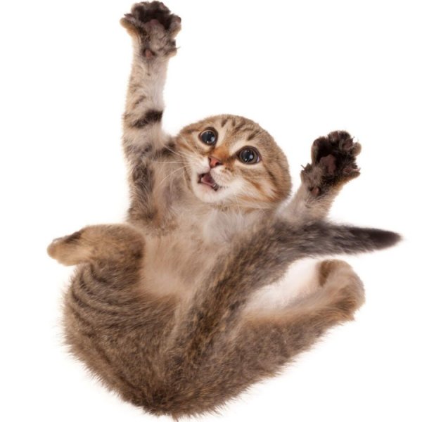 Смешной котик на прозрачном фоне