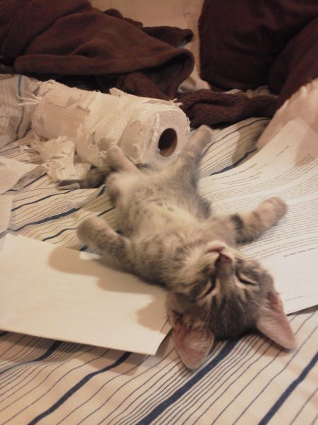 Котенок устал