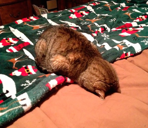 Подушка морда кота