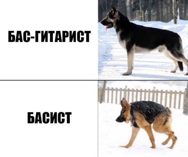 Немецкая овчарка мемы