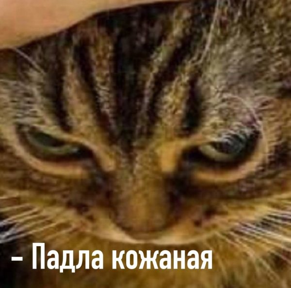 Кота гладят Мем