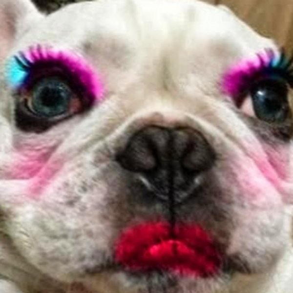 Макияж собачки