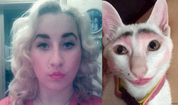 Коты похожие на хозяев