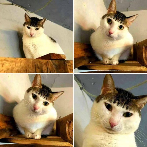 Кот бабушка постригла