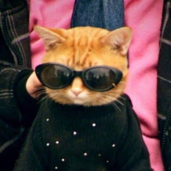 Котик в очках