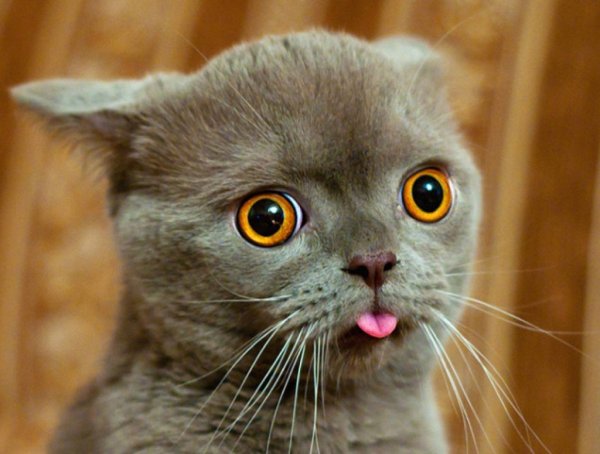 Котенок с высунутым языком