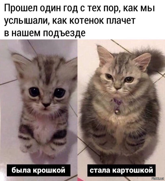 Котенок Мем