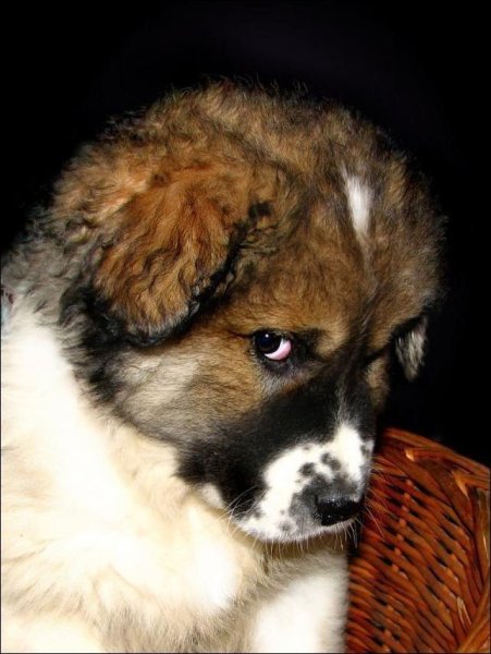 Грустный песик