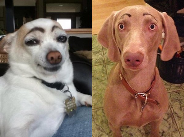 Собака с накрашенными бровями