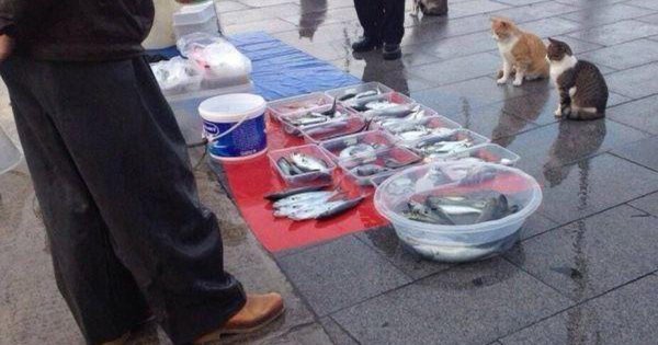 Мем про кота и рыбу