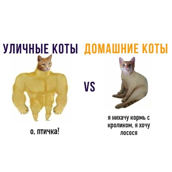 Кот Сова Мем