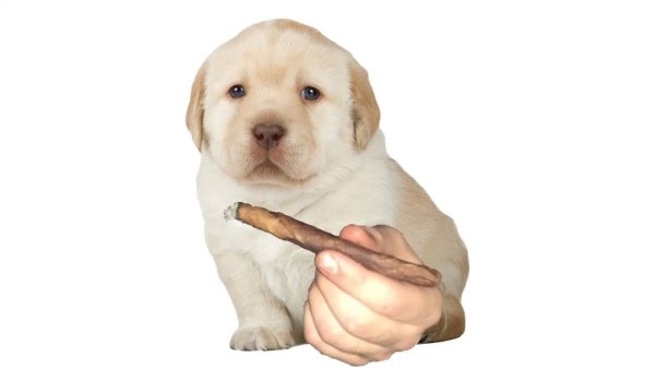 Лабрадор ретривер толстый