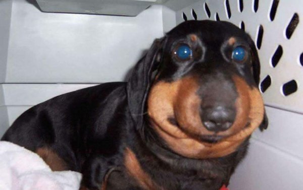 Щенок таксы укушенный пчелой