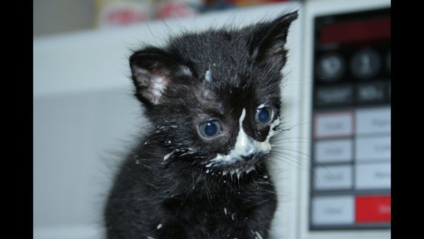 Котенок испачкался