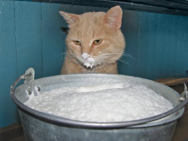Котенок в сметане