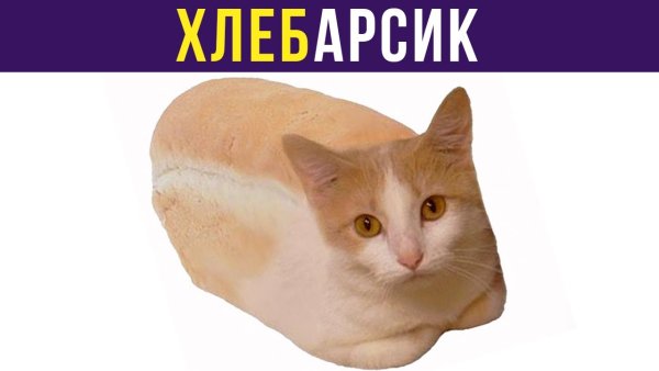 Кот Алексей Сова