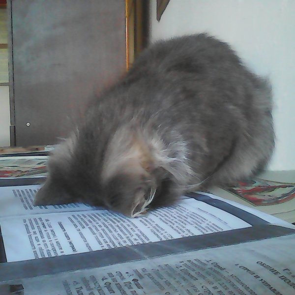 Котик очень устал