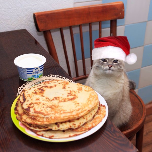 Сметана и кот