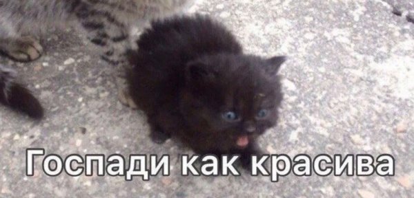 Мем с котами красивое