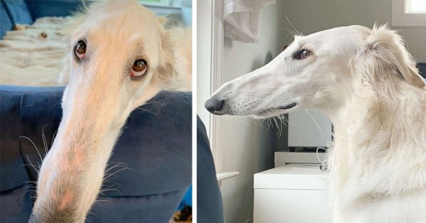 Русская борзая с длинным носом