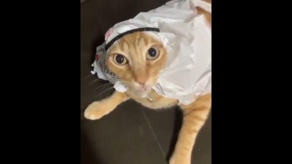 Кошка арабка