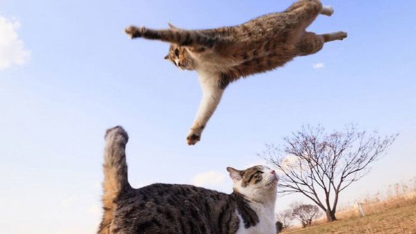 Коты прыгают