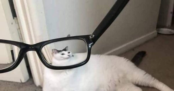 Кот в очках Мем