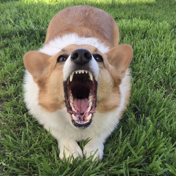 Вельш корги злой