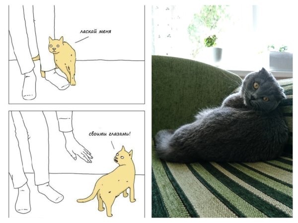 Ласкай меня своими глазами кот