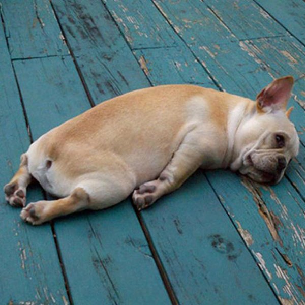 Собака лежит