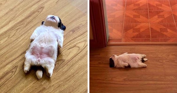 Собака лежит