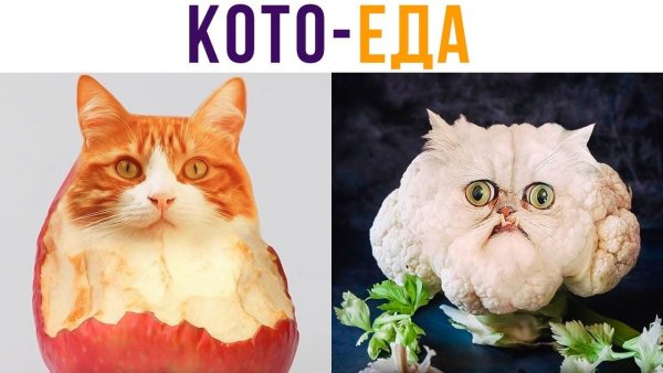 Alexey sova мемы с котами