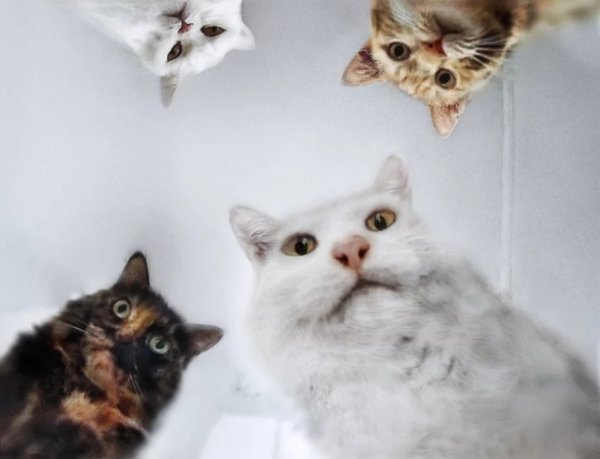 Мем коты уронили