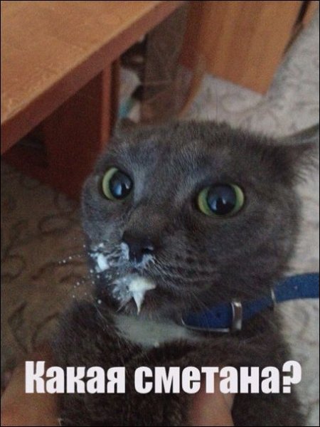 Котик в сметане Мем